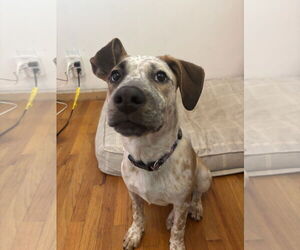 Mutt Dogs for adoption in Sandy, UT, USA