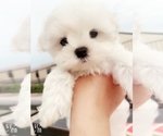 Puppy Porthos Maltese