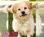 Small #5 Golden Retriever-Pembroke Welsh Corgi Mix
