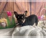 Small Photo #3 French Bulldog Puppy For Sale in POWHATAN, VA, USA