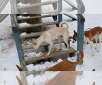 Small Photo #28 Saluki-Whippet Mix Puppy For Sale in Sebec, ME, USA