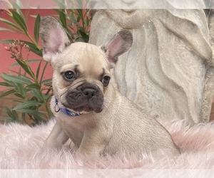 French Bulldog Puppy for sale in BOSTON, MA, USA