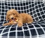 Lenny - Male Goldendoodle (Miniature) Puppy for Sale - Photo #2