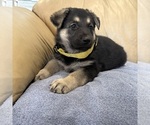 Small #16 German Shepherd Dog