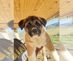 Small #3 Akita