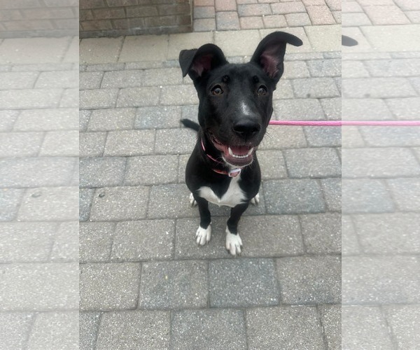 Medium Photo #3 Mutt Puppy For Sale in Germantown, OH, USA