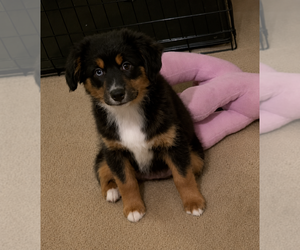 Medium Miniature American Shepherd