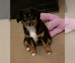 Puppy Purple Miniature American Shepherd