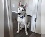 Small #3 Siberian Husky
