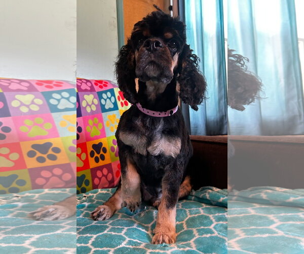 Medium Photo #3 Cocker Spaniel-Unknown Mix Puppy For Sale in Pacolet, SC, USA