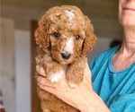 Small #3 Poodle (Standard)