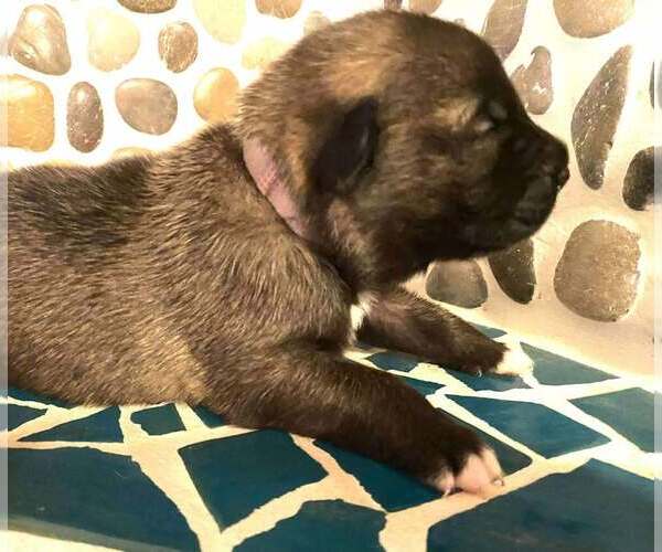 Medium Photo #10 Mutt Puppy For Sale in Imlay City, MI, USA