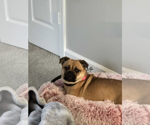 Medium Photo #4 Pug-Unknown Mix Puppy For Sale in McDonough, GA, USA
