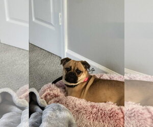 Twix - Female Pug-Unknown Mix Dog for Adoption - Photo #4