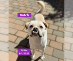 Small #10 American Bulldog-Labrador Retriever Mix