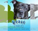 Small #1 American Pit Bull Terrier