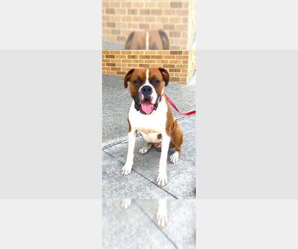 Medium Photo #1 Boxer Puppy For Sale in Austin, TX, USA