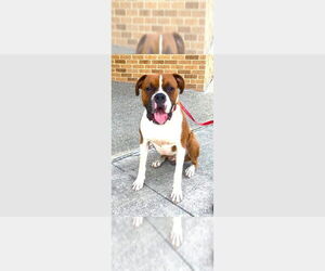 Boxer Dogs for adoption in Austin, TX, USA