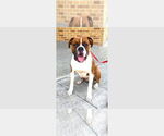 Small Boxer