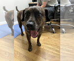 Small Photo #9 Plott Hound-Unknown Mix Puppy For Sale in Elmsford, NY, USA
