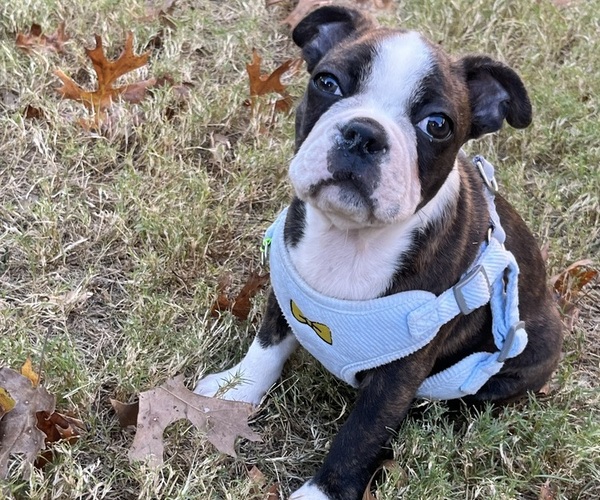 Medium Photo #14 Boston Terrier Puppy For Sale in BURLESON, TX, USA
