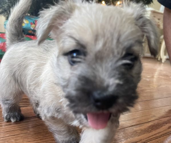 Medium Photo #1 Cairn Terrier Puppy For Sale in JOPPA, MD, USA