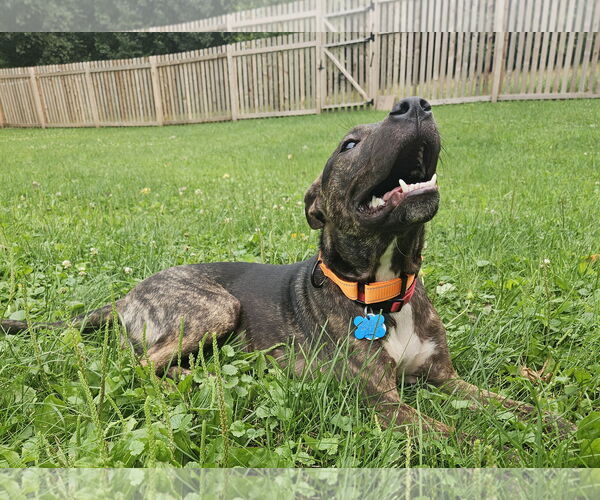Medium Photo #8 Dutch Shepherd -Unknown Mix Puppy For Sale in Minneapolis, MN, USA