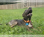 Small #7 Dutch Shepherd  Mix