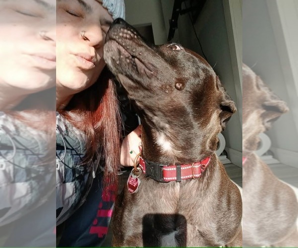 Medium Photo #19 Mutt Puppy For Sale in Holly Springs, NC, USA