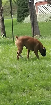 Medium Photo #10 Boxer Puppy For Sale in DERBY, CT, USA