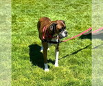 Small #6 Boxer