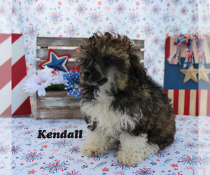 Poodle (Toy) Puppy for sale in CHANUTE, KS, USA