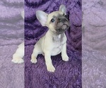 Small Photo #1 French Bulldog Puppy For Sale in PROSPER, TX, USA