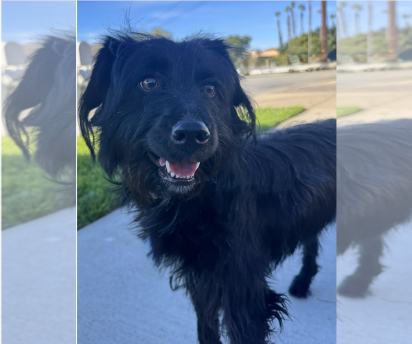 Medium Photo #3 Poodle (Miniature)-Unknown Mix Puppy For Sale in Newport Beach, CA, USA