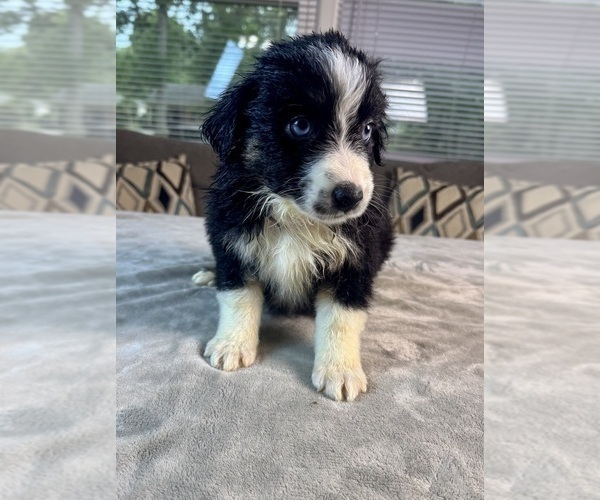Medium Photo #2 Australian Shepherd Puppy For Sale in SALISBURY, NC, USA