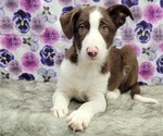 Small Photo #8 Border Collie Puppy For Sale in BLAKESBURG, IA, USA