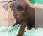 Small Photo #3 Labrador Retriever Puppy For Sale in CAPITOLA, CA, USA