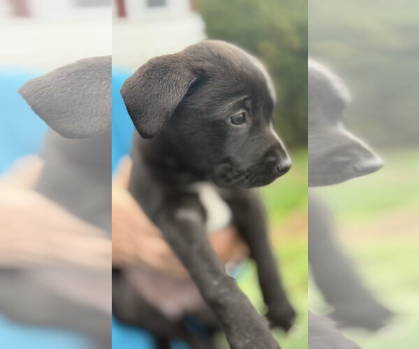 Medium Photo #4 Border Collie-Unknown Mix Puppy For Sale in Landenberg, PA, USA