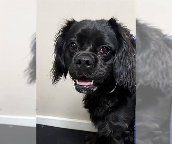 Medium Photo #1 Cavalier King Charles Spaniel-Unknown Mix Puppy For Sale in Redlands, CA, USA