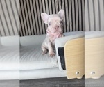 Small #9 French Bulldog
