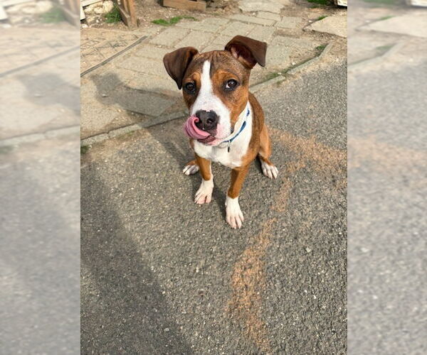 Medium Photo #4 Boxador Puppy For Sale in Brewster, NY, USA