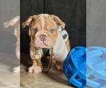 Small Photo #5 English Bulldog Puppy For Sale in POPLAR, CA, USA