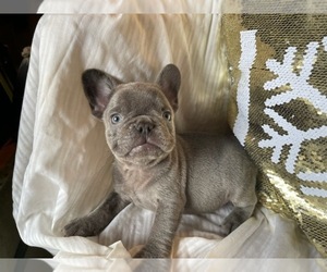 French Bulldog Puppy for sale in BOSTON, MA, USA