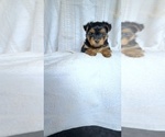 Small Photo #7 Yorkshire Terrier Puppy For Sale in BENSON, NC, USA