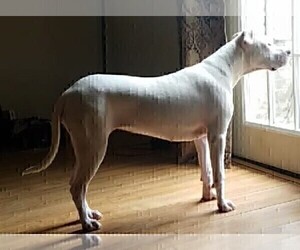 Mother of the Dogo Argentino puppies born on 10/29/2019