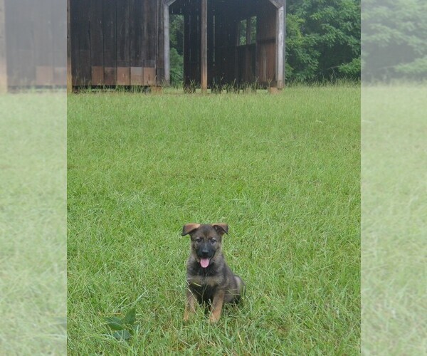 Medium Photo #27 German Shepherd Dog Puppy For Sale in POWDER SPRINGS, GA, USA