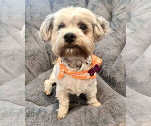 Mutt Dogs for adoption in Corona, CA, USA