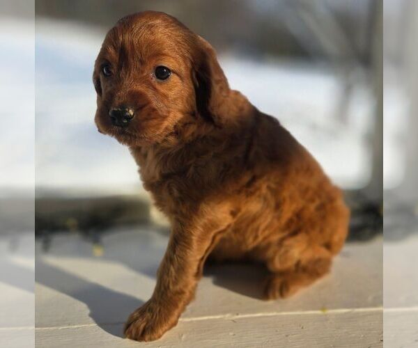 Medium Photo #5 Irish Doodle (Miniature) Puppy For Sale in NEW HOLLAND, PA, USA