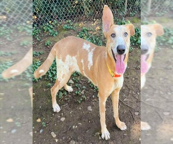 Medium Photo #2 Mutt Puppy For Sale in Sacramento, CA, USA