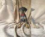 Ginger - Female Doberman Pinscher Puppy for Sale - Photo #2